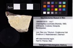 Foto (Objket + Etiketten) von Cracensigillatus acutirostris (Moericke, 1889) 